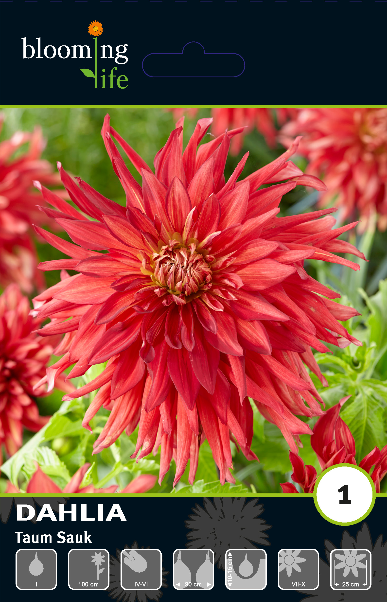 Георгина кактусовая Том Саук